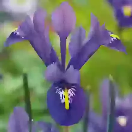 Iris